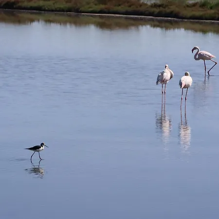 דירה Il Nido Di Spina